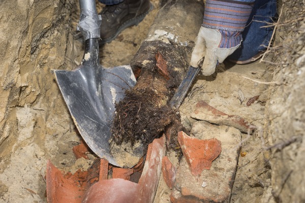 broken clay sewer pipe root intrusion