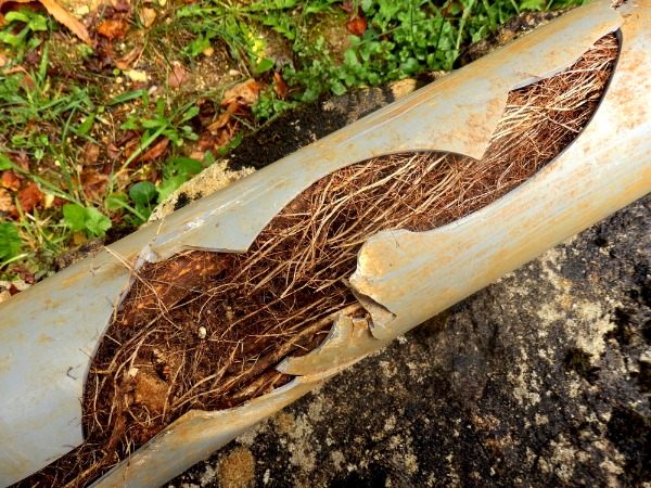 tree root intrusion damaged sewer pipe