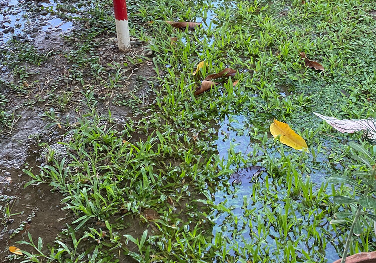 Poly,Vinyl,Water,Pipe,Leak,Detection,On,Green,Grassy,Ground